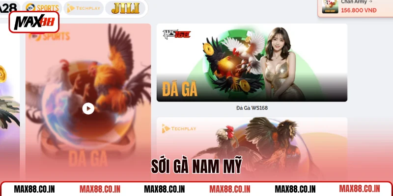 Đá Gà MAX88 3 Sới gà Nam Mỹ
